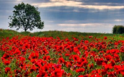 Remembrance Day…
