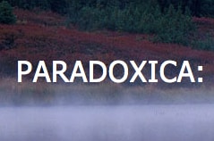 Paradoxica Testimonial - Nerds On Site